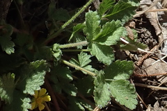 Potentilla albiflora