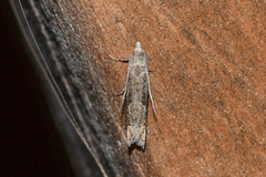 Epiblema minutana