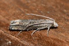 Epiblema minutana