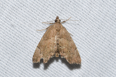 Cutina aluticolor