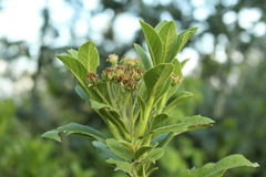 Verbesina centroboyacana
