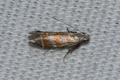 Battaristis vittella