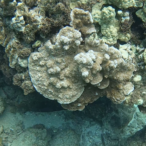 Montipora capitata, 2026-07-18