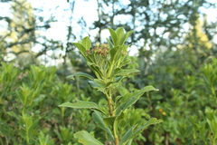 Verbesina centroboyacana