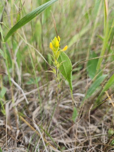 yellow owl's-clover