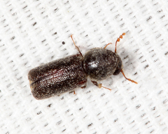 Prostephanus punctatus