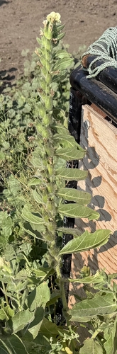 black henbane
