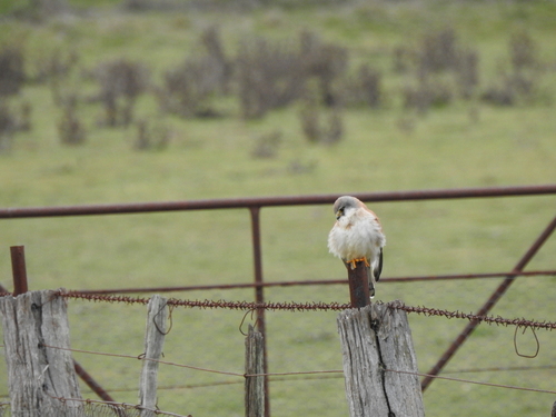 Nankeen Kestrel