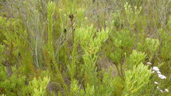 Leucadendron chamelaea