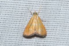 Xanthophysa psychicalis