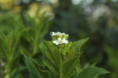 Verbesina centroboyacana