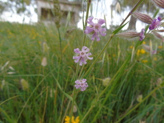 Silene bellidifolia