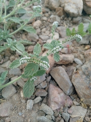 author not stated, no rights reserved Heliotropium supinum, photograph author not stated, no rights reserved
