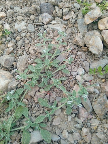 Heliotropium supinum, photograph 4