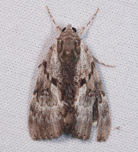 Gloomy Underwing photo 6