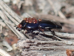 Hololepta aequalis
