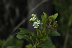 Verbesina centroboyacana