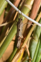 Evergestis triangulalis