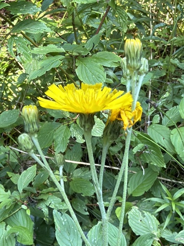 Hieracium laevigatum, 2026-08-05