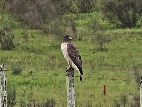 Roadside Hawk