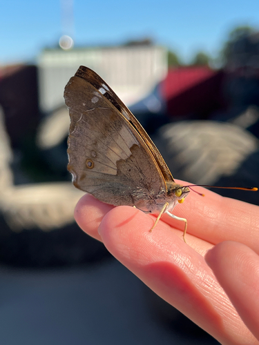 Lesser Purple Emperor