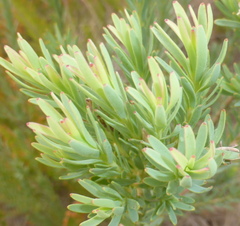 Leucadendron chamelaea