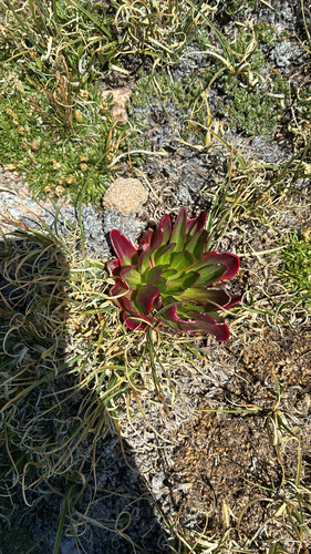 Claytonia megarhiza, photograph 1