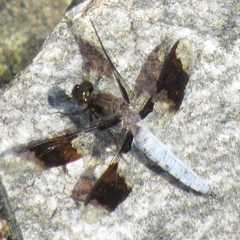 Plathemis lydia