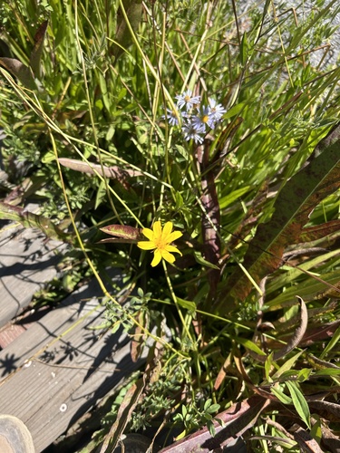 Microseris nutans, 2026-07-30