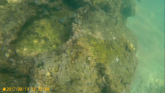 Diplodus