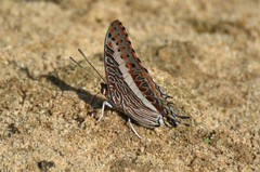 Charaxes saturnus saturnus