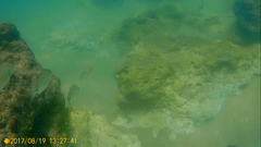 Diplodus
