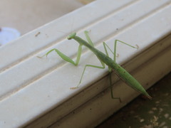 Miomantis paykullii