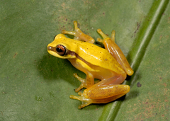 Dendropsophus triangulum