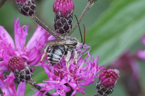 Denticulate Longhorn Bee photo 3
