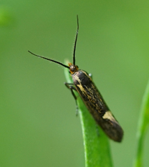 Esperia sulphurella