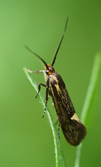 Esperia sulphurella
