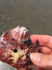 Paraconcavus pacificus