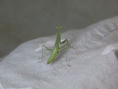 Miomantis paykullii