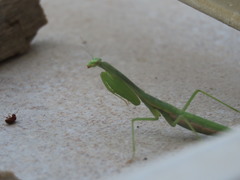 Miomantis paykullii