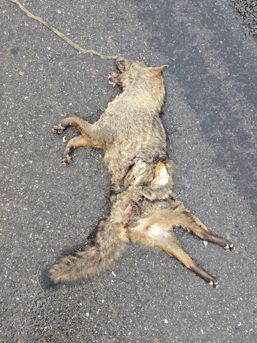Crab-eating Fox
