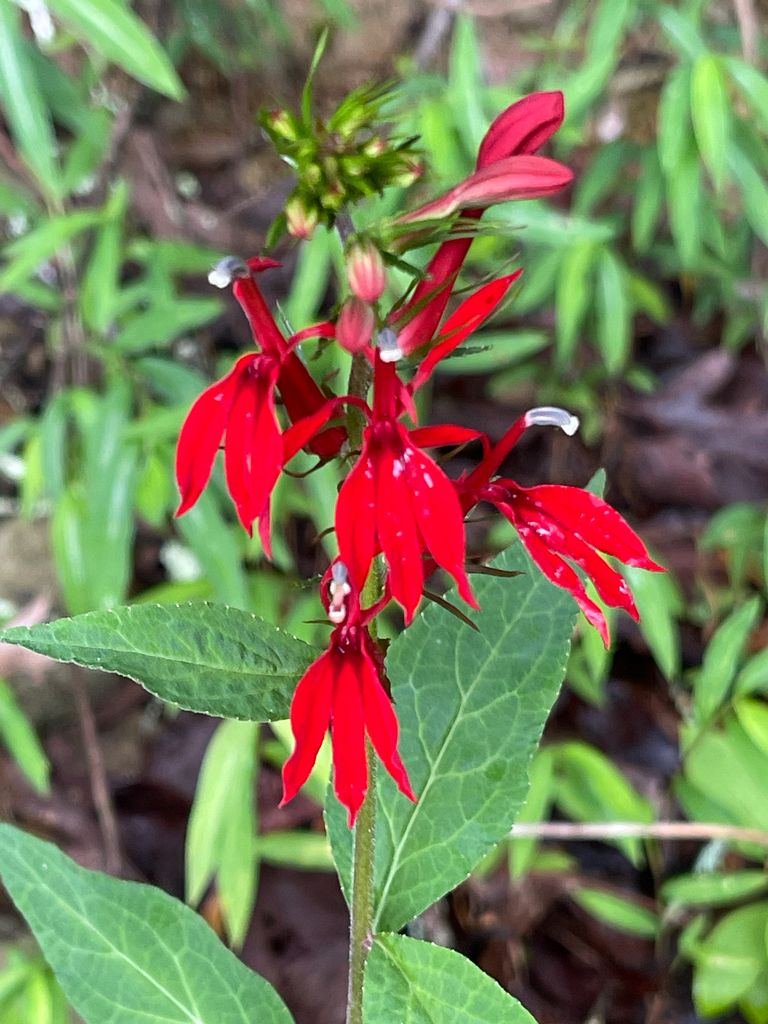Cardinal Flower — close vertical bloom cluster