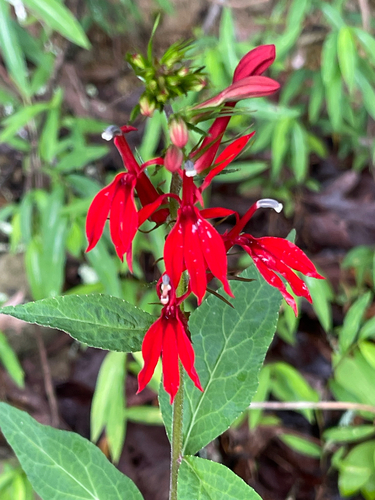 Vibrant Cardinal Flower opening in red wing-shaped blossoms against wet green leaves