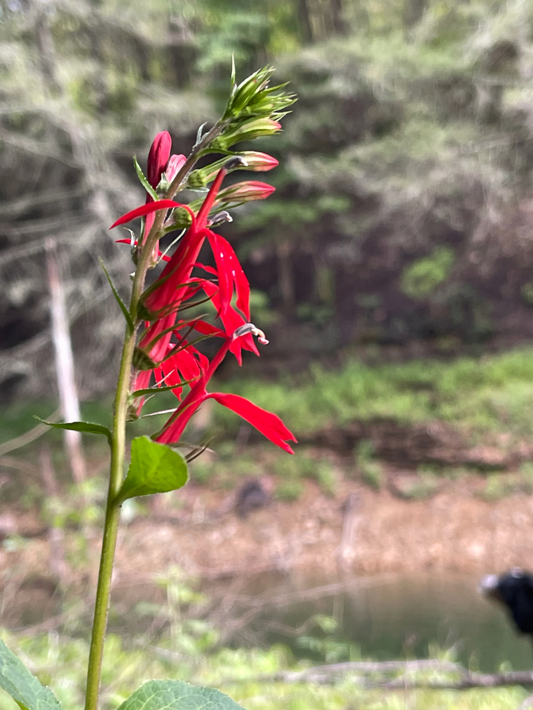 Cardinal Flower — side profile above the cove