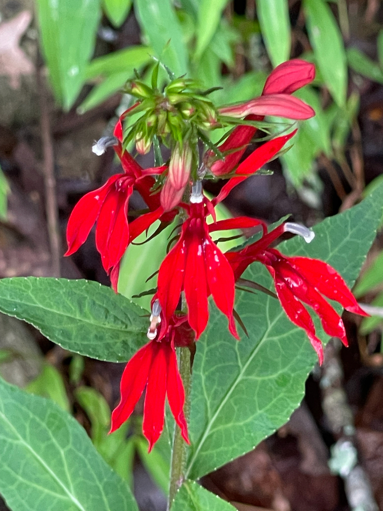 Cardinal Flower — vivid front-facing flower cluster