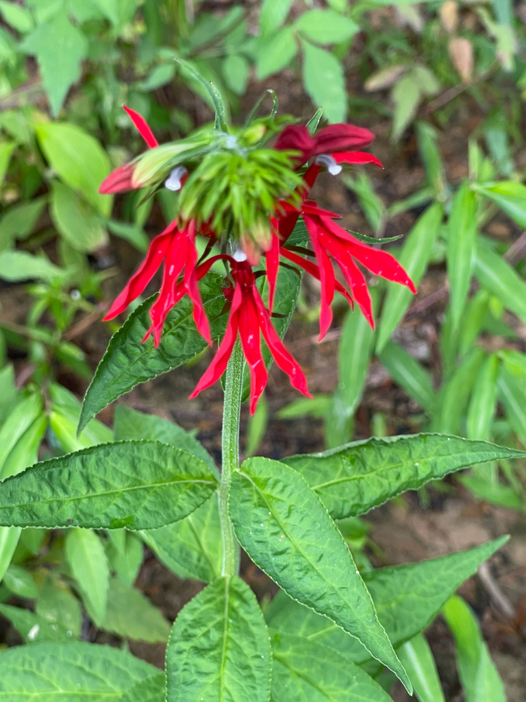 Cardinal Flower — flowering stem with broad green leaves