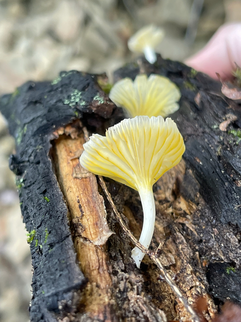 Golden-Gilled Gerronema — golden gills against charred wood