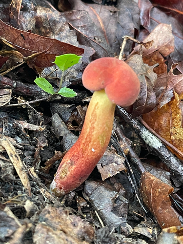 Red-orange Field Bolete shown against leaves on the forest floor