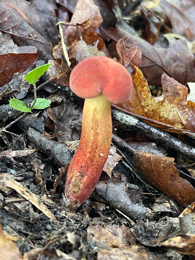 Field Bolete — angled cap and red-yellow stalk