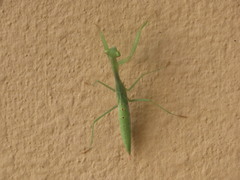 Miomantis paykullii